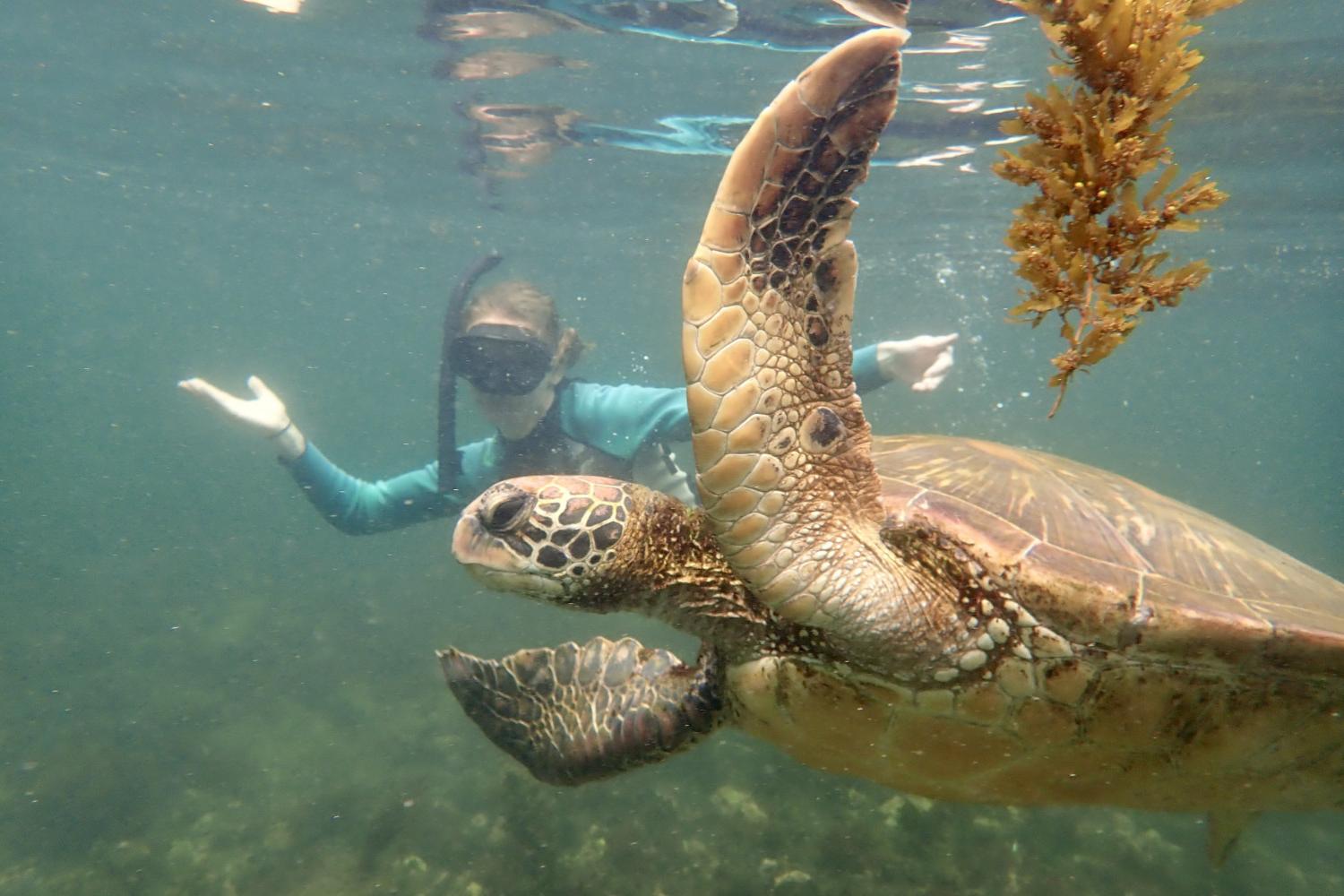 一名<a href='http://mail.nbbinggan.com'>bv伟德ios下载</a>学生在Galápagos群岛游学途中与一只巨龟游泳.
